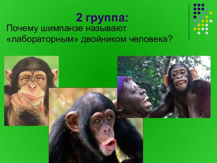 2 группа: Почему шимпанзе называют «лабораторным» двойником человека?