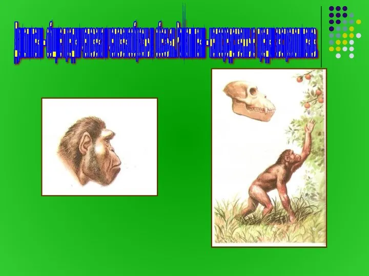 Дриопитеки– общие предки человека и человекообразных обезьян. Рамапитеки – непосредственные предки австралопитеков.