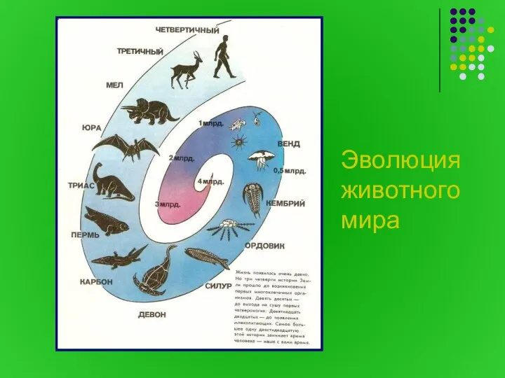 Эволюция животного мира