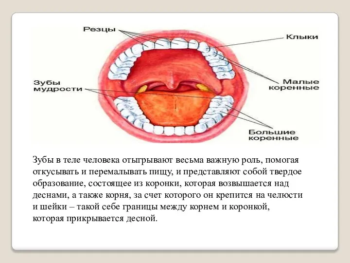 Зубы в теле человека отыгрывают весьма важную роль, помогая откусывать и перемалывать