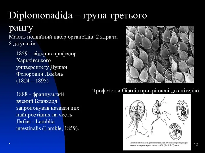 * Diplomonadida – група третього рангу Мають подвійний набір органоїдів: 2 ядра