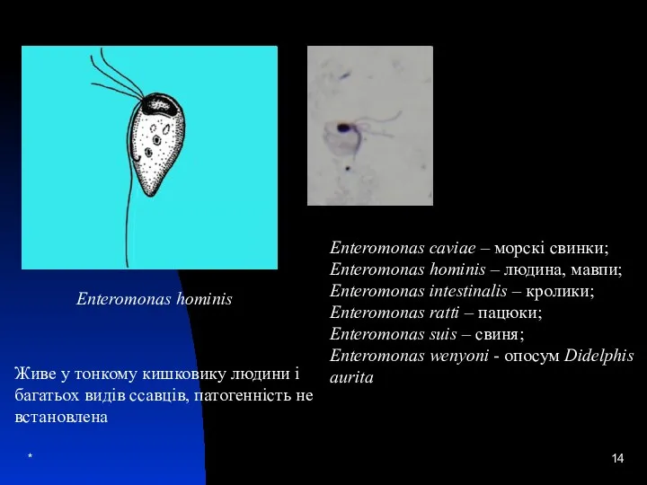 * Enteromonas hominis Живе у тонкому кишковику людини і багатьох видів ссавців,