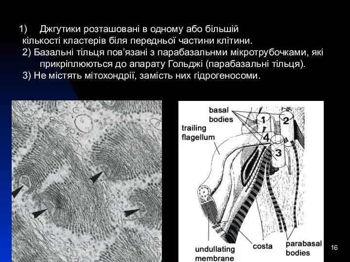 * Джгутики розташовані в одному або більшій кількості кластерів біля передньої частини