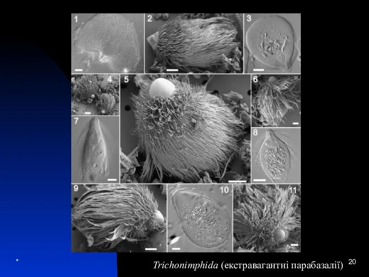 * Trichonimphida (екстравагантні парабазалії)