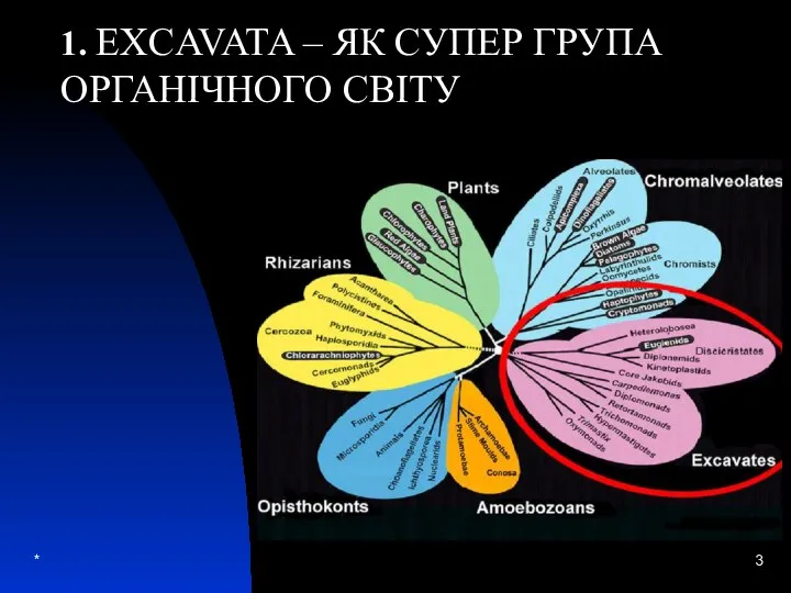 * 1. EXСAVATA – ЯК СУПЕР ГРУПА ОРГАНІЧНОГО СВІТУ