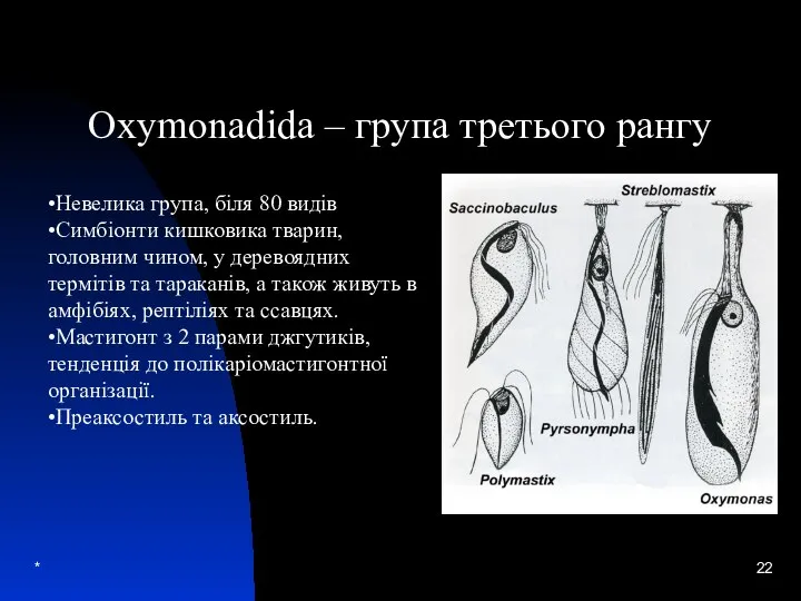 * Oxymonadida – група третього рангу •Невелика група, біля 80 видів •Симбіонти