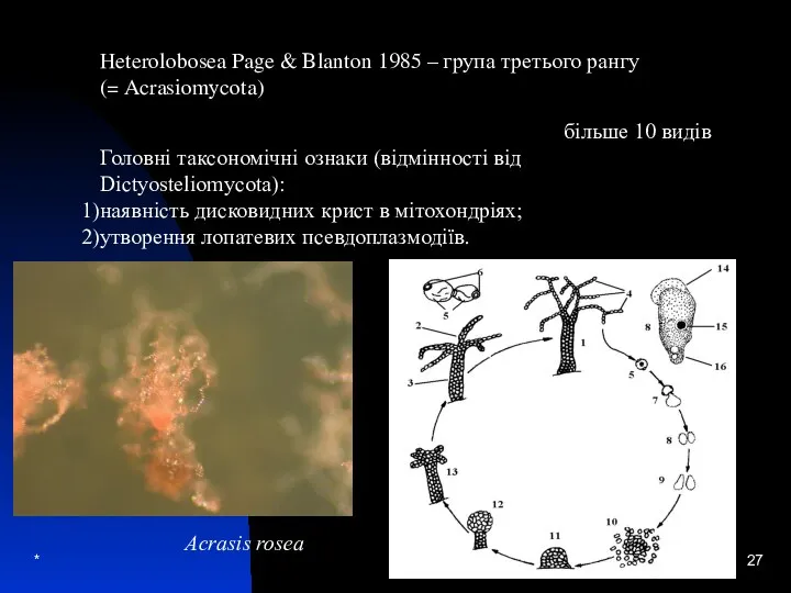 * Heterolobosea Page & Blanton 1985 – група третього рангу (= Acrasiomycota)