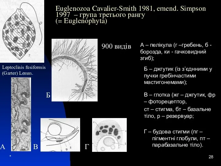 * Euglenozoa Cavalier-Smith 1981, emend. Simpson 1997 – група третього рангу (=