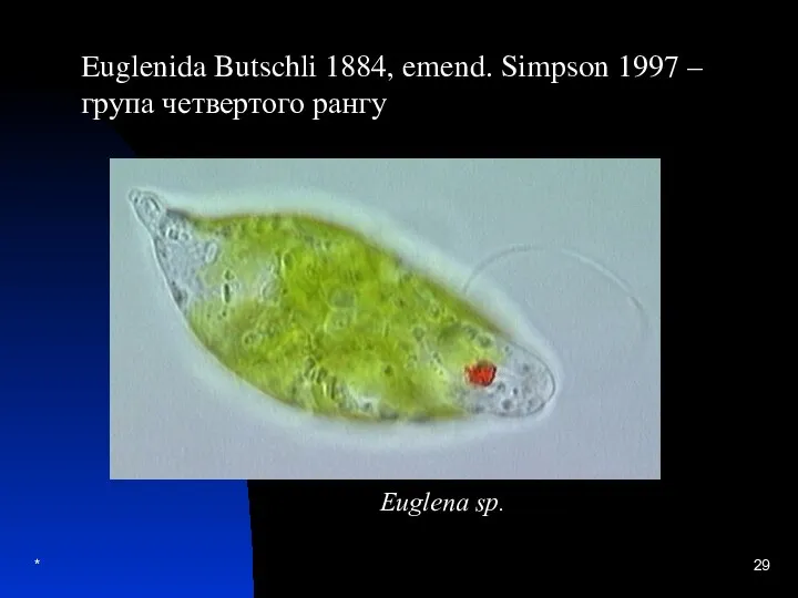 * Euglena sp. Euglenida Butschli 1884, emend. Simpson 1997 – група четвертого рангу