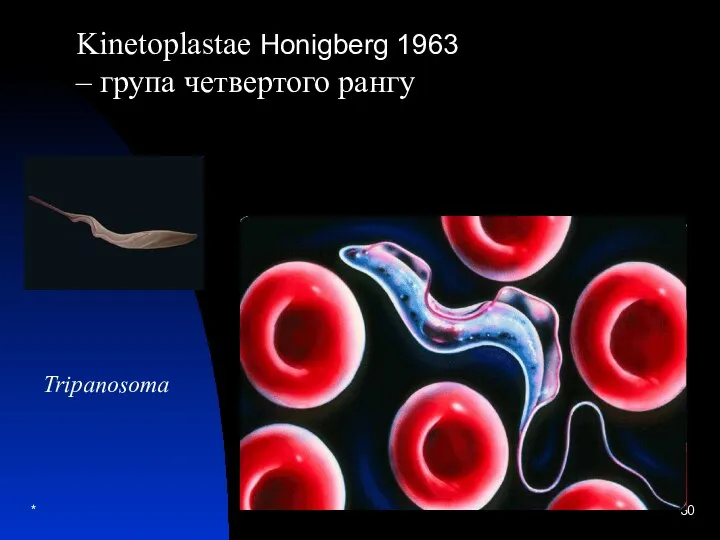 * Kinetoplastae Honigberg 1963 – група четвертого рангу Tripanosoma