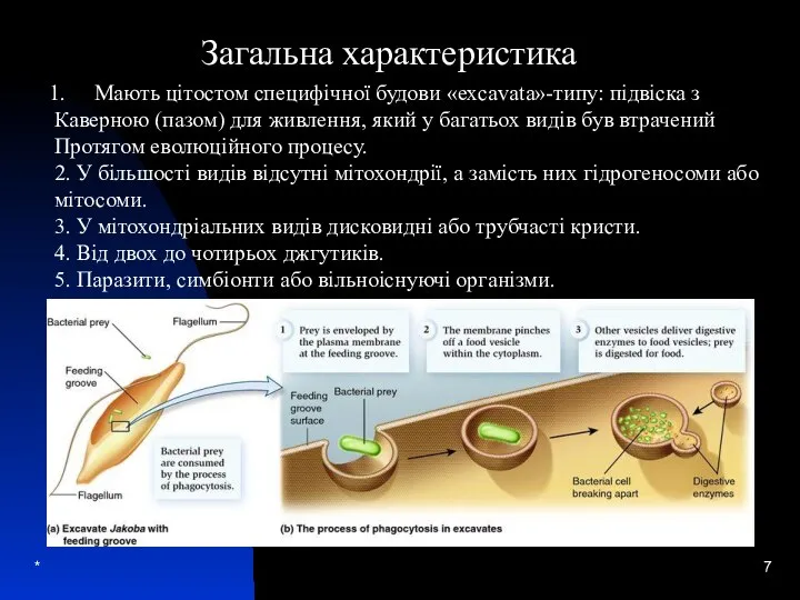 * Загальна характеристика Мають цітостом специфічної будови «excavatа»-типу: підвіска з Каверною (пазом)