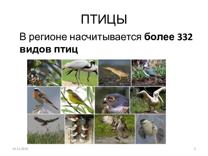 ПТИЦЫ В регионе насчитывается более 332 видов птиц 19.11.2019