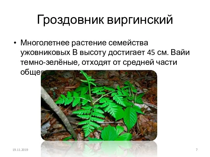 Гроздовник виргинский Многолетнее растение семейства ужовниковых В высоту достигает 45 см. Вайи