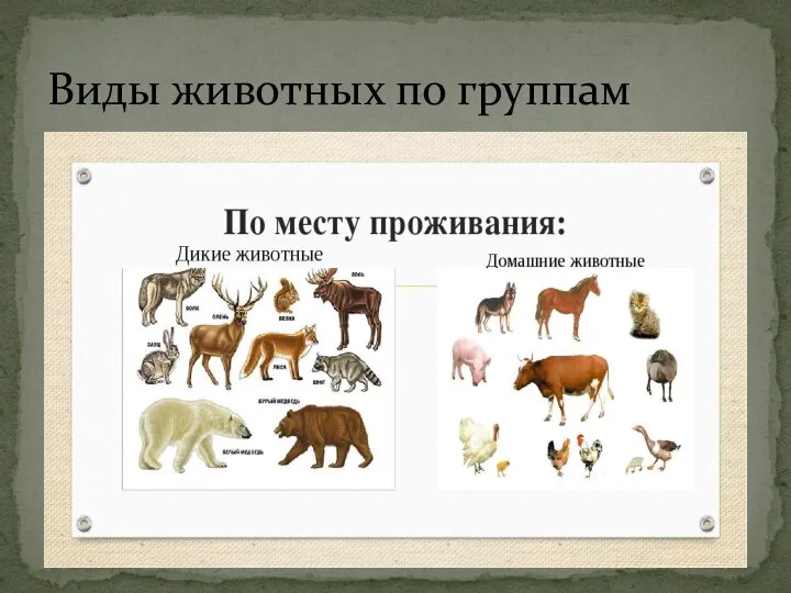 Виды животных по группам