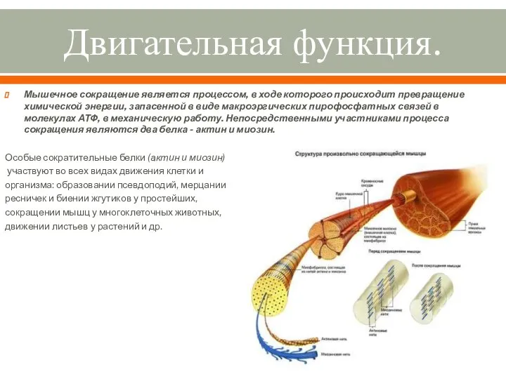 Двигательная функция. Мышечное сокращение является процессом, в ходе которого происходит превращение химической