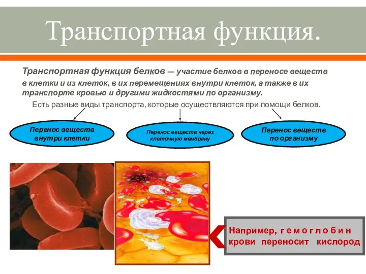 Транспортная функция. Транспортная функция белков — участие белков в переносе веществ в