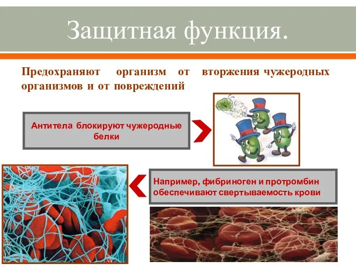 Защитная функция. Предохраняют организм от вторжения чужеродных организмов и от повреждений Антитела