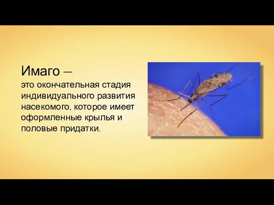 Имаго — это окончательная стадия индивидуального развития насекомого, которое имеет оформленные крылья и половые придатки.