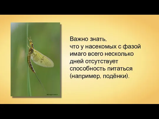 Важно знать, что у насекомых с фазой имаго всего несколько дней отсутствует способность питаться (например, подёнки).