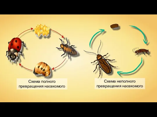 Схема неполного превращения насекомого
