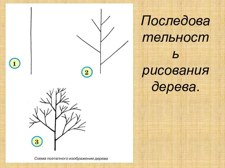 Последова тельность рисования дерева.