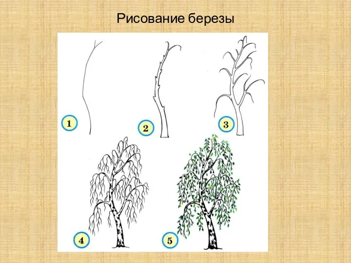 Рисование березы