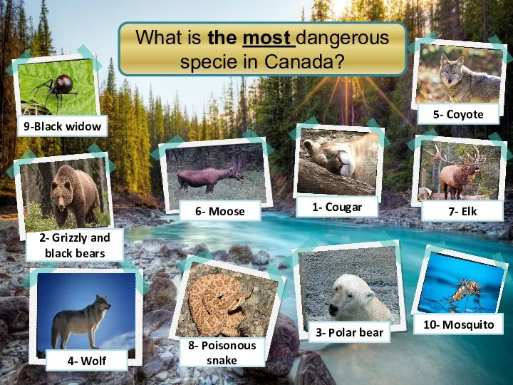 2- Grizzly and black bears 3- Polar bear 9-Black widow 10- Mosquito