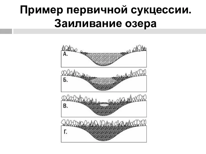 Пример первичной сукцессии. Заиливание озера