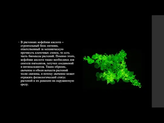 В растениях кофейная кислота – строительный блок лигнина, ответственный за механическую прочность