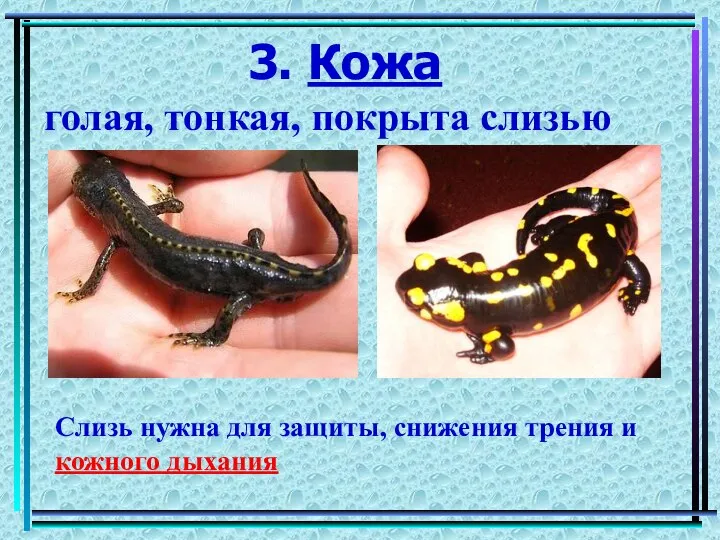 3. Кожа голая, тонкая, покрыта слизью Слизь нужна для защиты, снижения трения и кожного дыхания