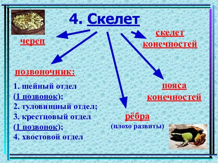 4. Скелет череп позвоночник: рёбра (плохо развиты) пояса конечностей скелет конечностей 1.