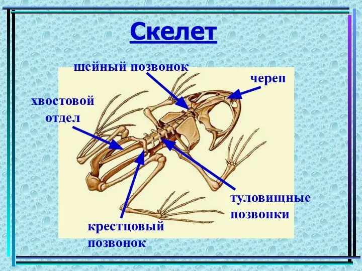 Скелет череп шейный позвонок крестцовый позвонок туловищные позвонки хвостовой отдел