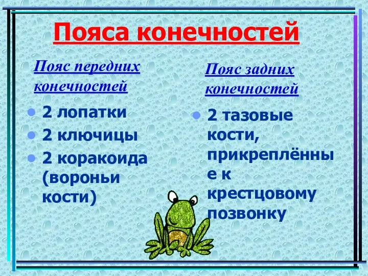 Пояса конечностей 2 лопатки 2 ключицы 2 коракоида (вороньи кости) 2 тазовые