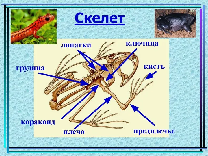 Скелет кисть лопатки предплечье плечо ключица коракоид грудина