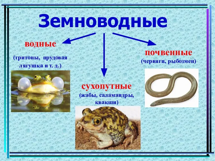 Земноводные водные (тритоны, прудовая лягушка и т. д.) сухопутные (жабы, саламандры, квакши) почвенные (червяги, рыбозмеи)