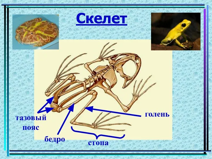 Скелет стопа тазовый пояс голень бедро