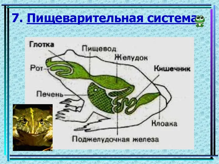 7. Пищеварительная система