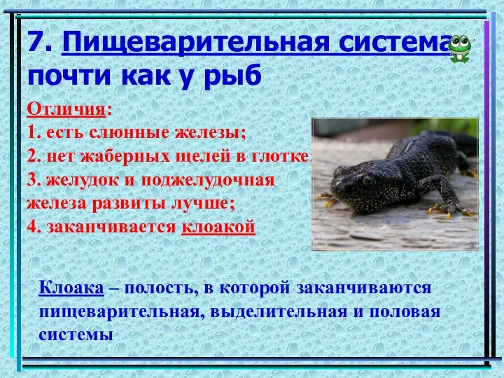 7. Пищеварительная система почти как у рыб Отличия: 1. есть слюнные железы;