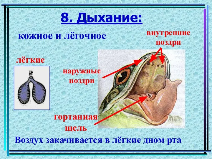 8. Дыхание: кожное и лёгочное Воздух закачивается в лёгкие дном рта лёгкие