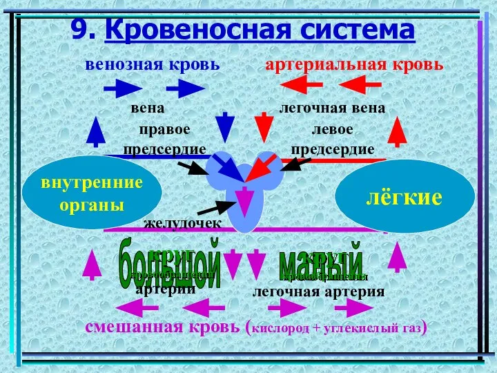 9. Кровеносная система лёгкие внутренние органы желудочек правое предсердие левое предсердие смешанная