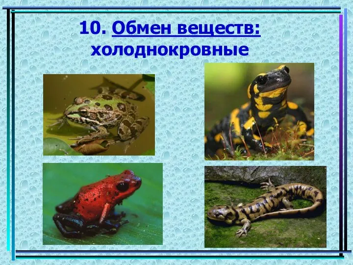 10. Обмен веществ: холоднокровные