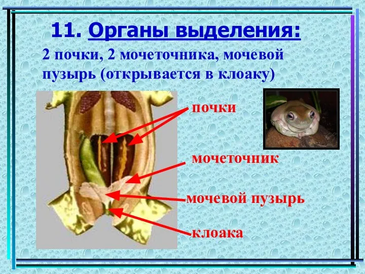 11. Органы выделения: 2 почки, 2 мочеточника, мочевой пузырь (открывается в клоаку)