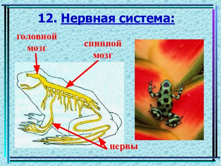 12. Нервная система: головной мозг спинной мозг нервы