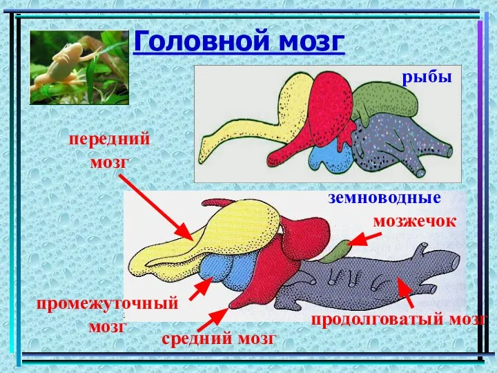 Головной мозг рыбы земноводные передний мозг промежуточный мозг средний мозг продолговатый мозг мозжечок