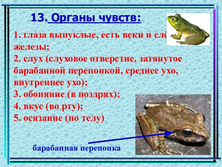 13. Органы чувств: 1. глаза выпуклые, есть веки и слёзные железы; 2.