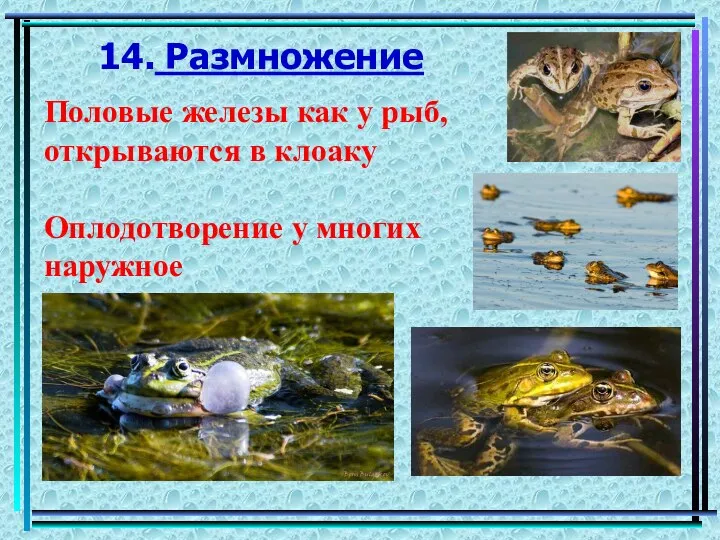 14. Размножение Половые железы как у рыб, открываются в клоаку Оплодотворение у многих наружное