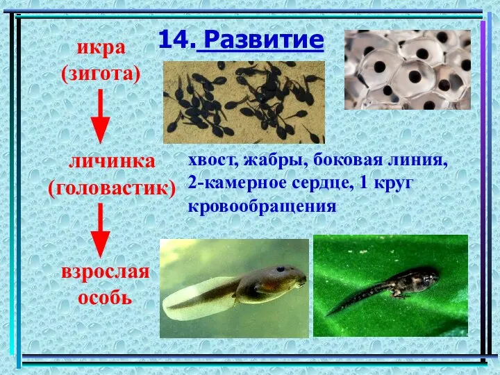 14. Развитие икра (зигота) личинка (головастик) взрослая особь хвост, жабры, боковая линия,