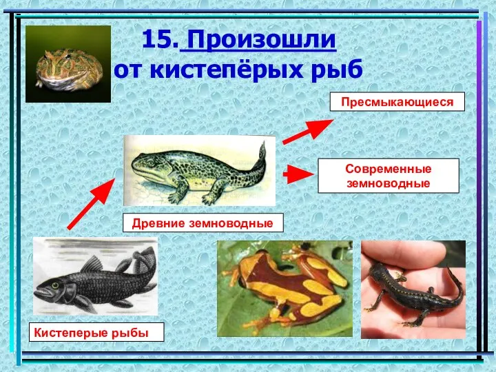 15. Произошли от кистепёрых рыб Кистеперые рыбы Древние земноводные Современные земноводные Пресмыкающиеся