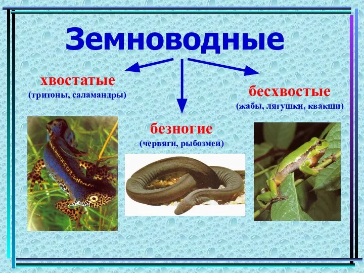 Земноводные хвостатые (тритоны, саламандры) бесхвостые (жабы, лягушки, квакши) безногие (червяги, рыбозмеи)