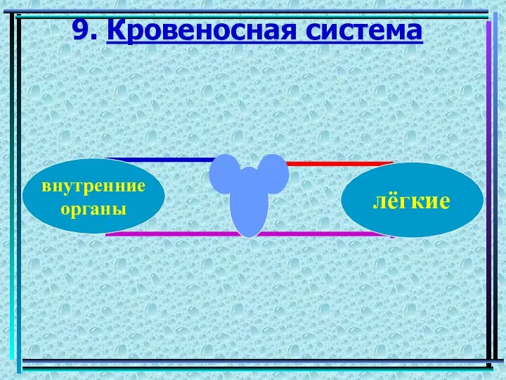 9. Кровеносная система лёгкие внутренние органы